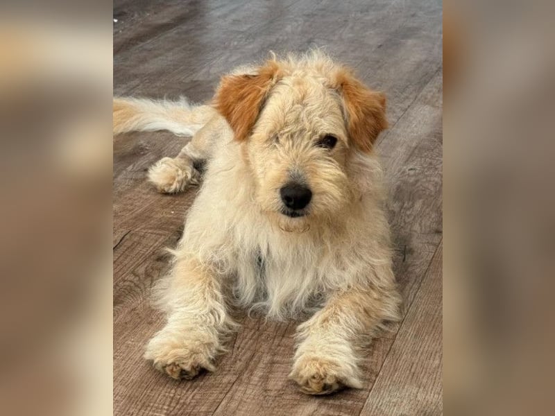 Lucky ❤️ wartet in 78247 Schlatt am Randen