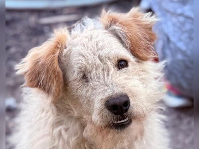 Lucky ❤️ wartet in 78247 Schlatt am Randen
