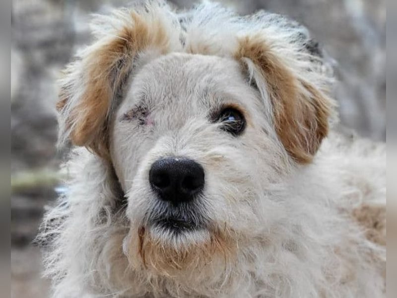 Lucky ❤️ fröhlich+aufgeweckt sucht dich!