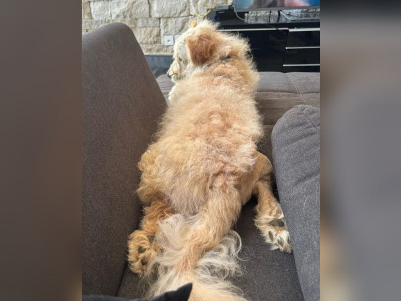 Lucky ❤️ wartet in 78247 Schlatt am Randen