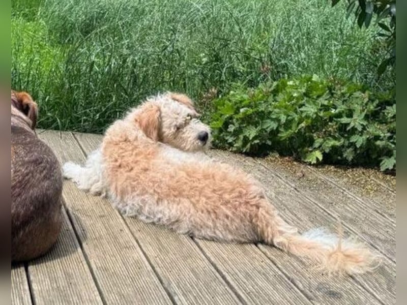 Lucky ❤️ wartet in 78247 Schlatt am Randen