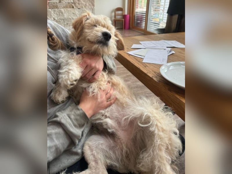 Lucky ❤️ wartet in 78247 Schlatt am Randen