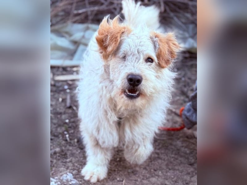 Lucky ❤️ wartet in 78247 Schlatt am Randen