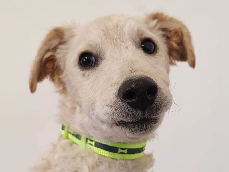 Klein ♥Marley♥ sucht seine treuen Menschen
