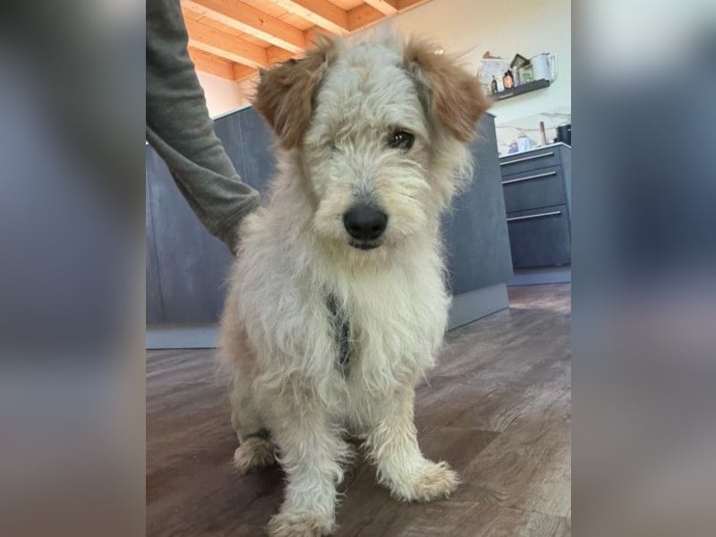 Lucky ❤️ wartet in 78247 Schlatt am Randen