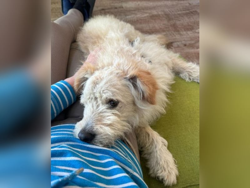 Lucky ❤️ wartet in 78247 Schlatt am Randen