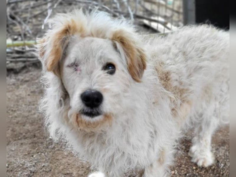 Lucky ❤️ wartet in 78247 Schlatt am Randen