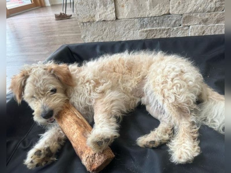 Lucky ❤️ wartet in 78247 Schlatt am Randen