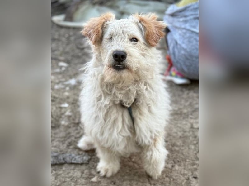 Lucky ❤️ fröhlich+aufgeweckt sucht dich!