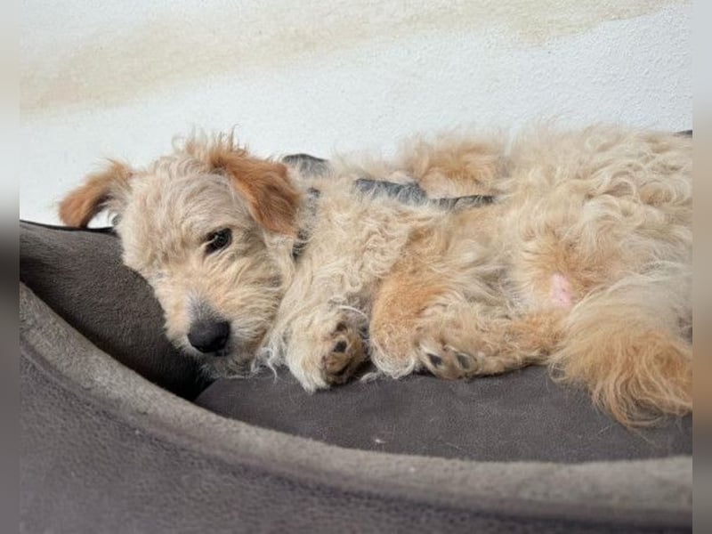 Lucky ❤️ wartet in 78247 Schlatt am Randen