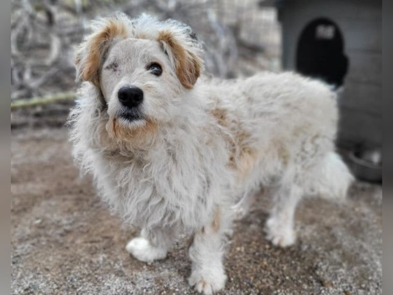 Lucky ❤️ fröhlich+aufgeweckt sucht dich!