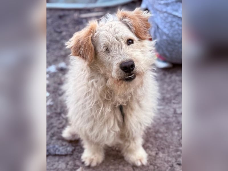 Lucky ❤️ wartet in 78247 Schlatt am Randen