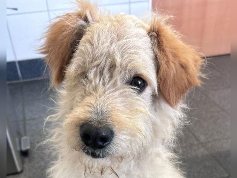 Lucky ❤️ wartet in 78247 Schlatt am Randen