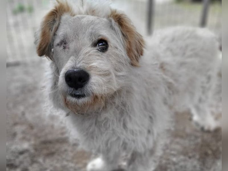 Lucky ❤️ fröhlich+aufgeweckt sucht dich!