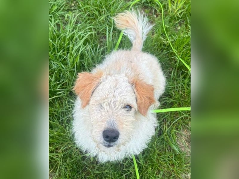 Lucky ❤️ wartet in 78247 Schlatt am Randen