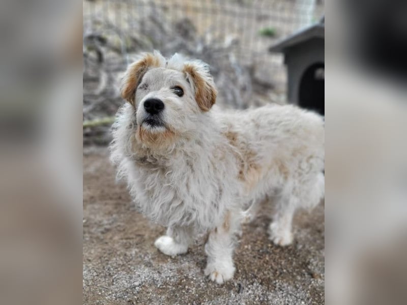 Lucky ❤️ wartet in 78247 Schlatt am Randen