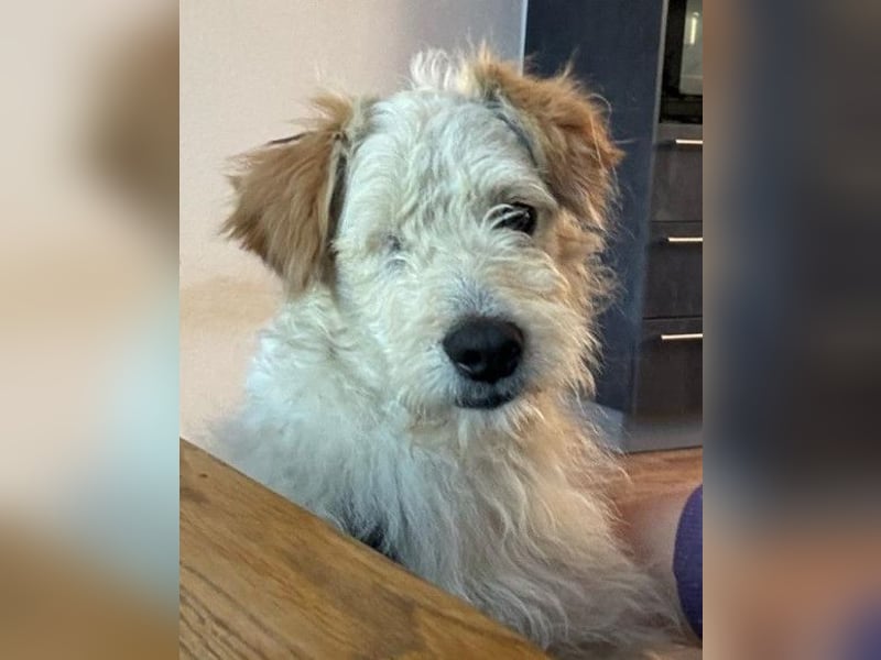 Lucky ❤️ wartet in 78247 Schlatt am Randen