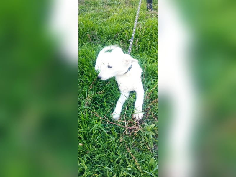 Der verspielte kleine Sky möchte mit seinen Menschen das Hunde-ABC lernen