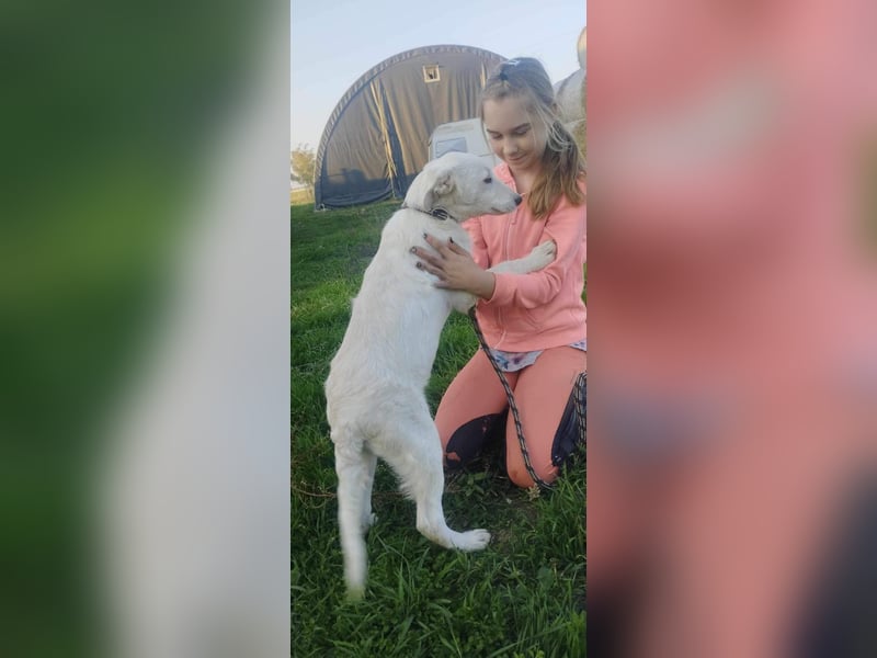 Der verspielte kleine Sky möchte mit seinen Menschen das Hunde-ABC lernen