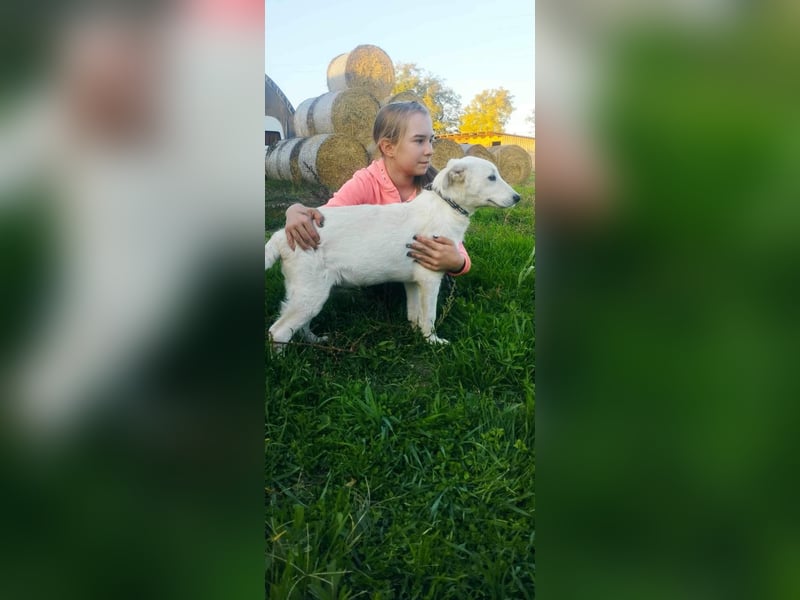Der verspielte kleine Sky möchte mit seinen Menschen das Hunde-ABC lernen