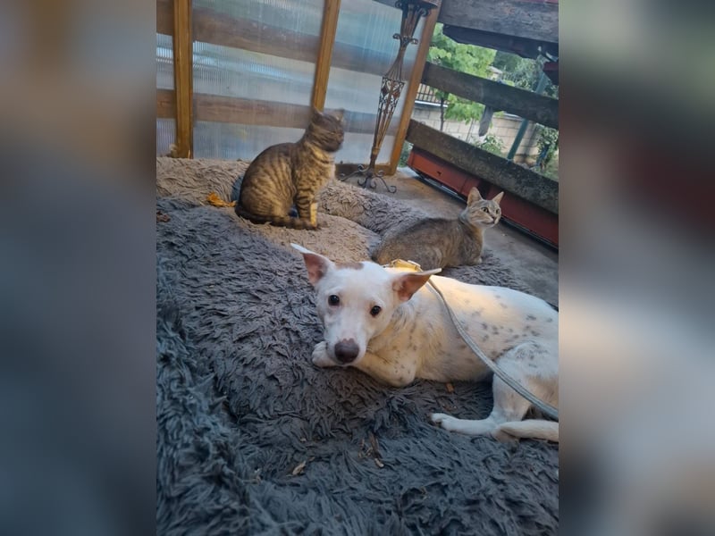 Belcho,  kleiner Jack Russel Mischlingsrüde ❤️