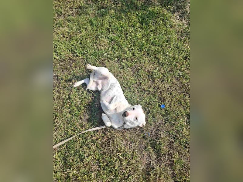 Belcho,  kleiner Jack Russel Mischlingsrüde ❤️
