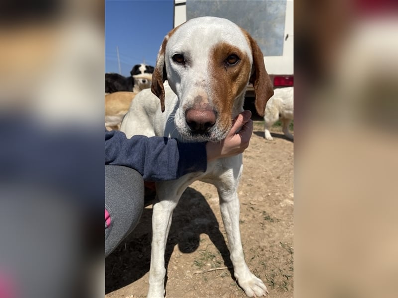 Torino, geb. ca. 11/2020, lebt in GRIECHENLAND, auf einem Gelände, auf dem die Hunde notdürftig vers