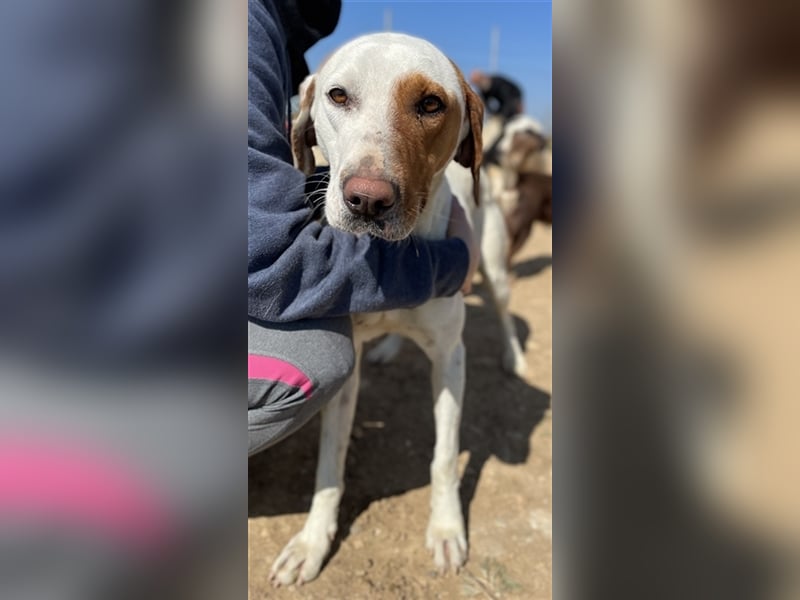 Torino, geb. ca. 11/2020, lebt in GRIECHENLAND, auf einem Gelände, auf dem die Hunde notdürftig vers