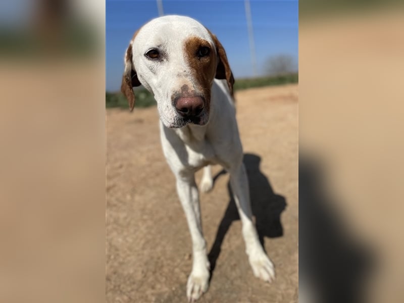 Torino, geb. ca. 11/2020, lebt in GRIECHENLAND, auf einem Gelände, auf dem die Hunde notdürftig vers