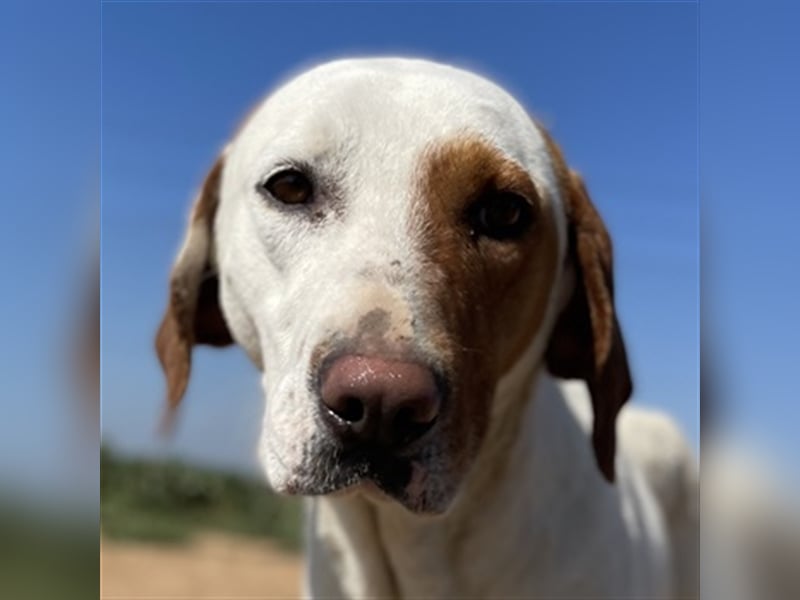 Torino, geb. ca. 11/2020, lebt in GRIECHENLAND, auf einem Gelände, auf dem die Hunde notdürftig vers