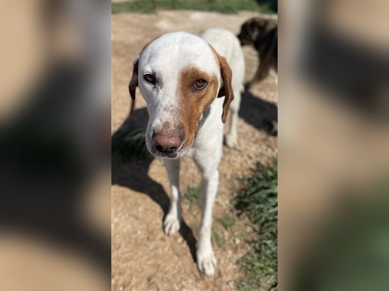 Torino, geb. ca. 11/2020, lebt in GRIECHENLAND, auf einem Gelände, auf dem die Hunde notdürftig vers