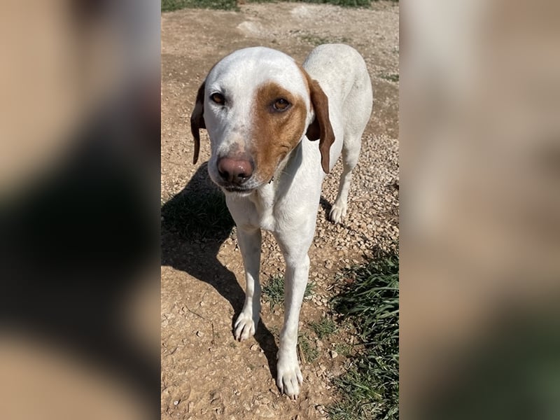 Torino, geb. ca. 11/2020, lebt in GRIECHENLAND, auf einem Gelände, auf dem die Hunde notdürftig vers