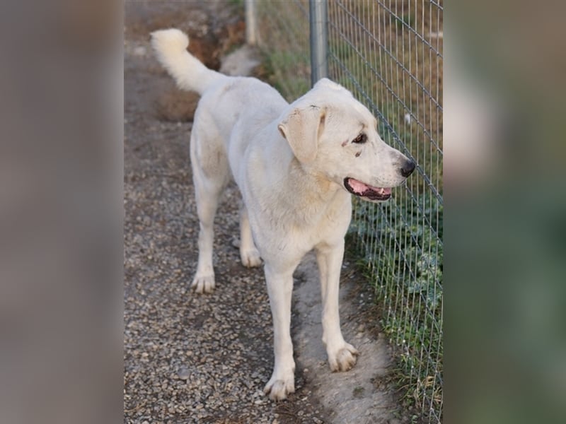Rasmus, geb. ca. 04/2020, lebt in GRIECHENLAND, im städt. Tierheim Serres