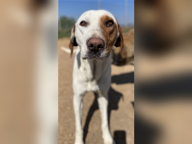 Torino, geb. ca. 11/2020, lebt in GRIECHENLAND, auf einem Gelände, auf dem die Hunde notdürftig vers