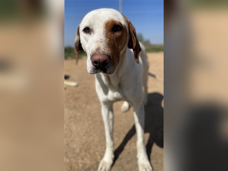Torino, geb. ca. 11/2020, lebt in GRIECHENLAND, auf einem Gelände, auf dem die Hunde notdürftig vers