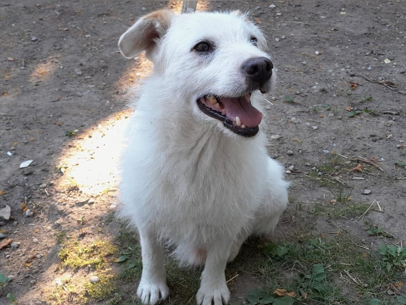 BENNY sucht ein Zuhause