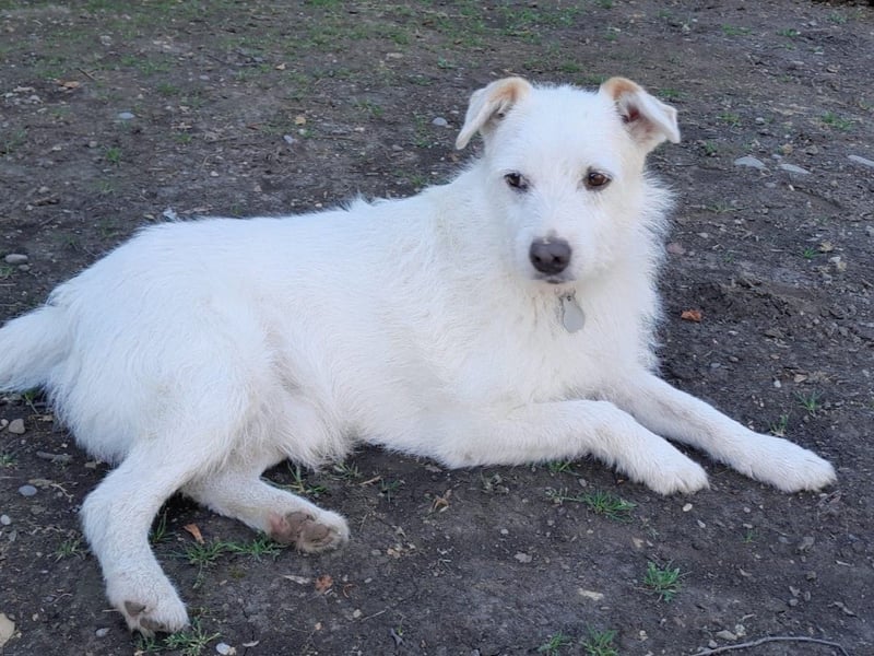 BENNY sucht ein Zuhause