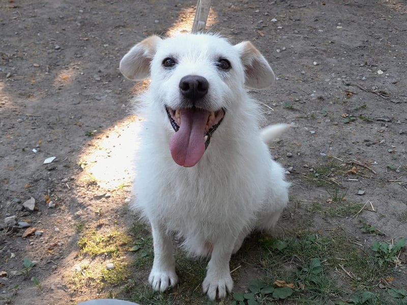 BENNY sucht ein Zuhause