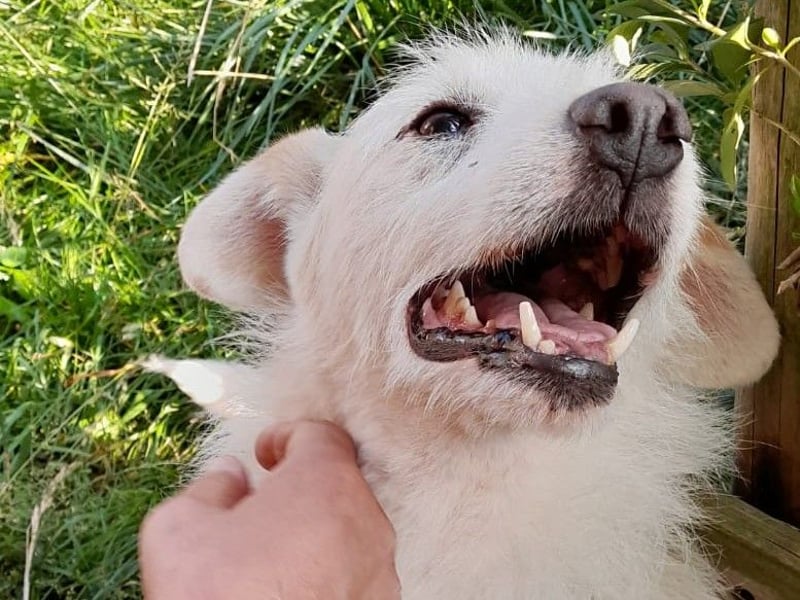 BENNY sucht ein Zuhause