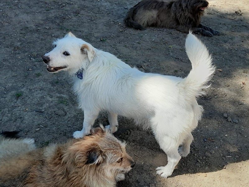 BENNY sucht ein Zuhause