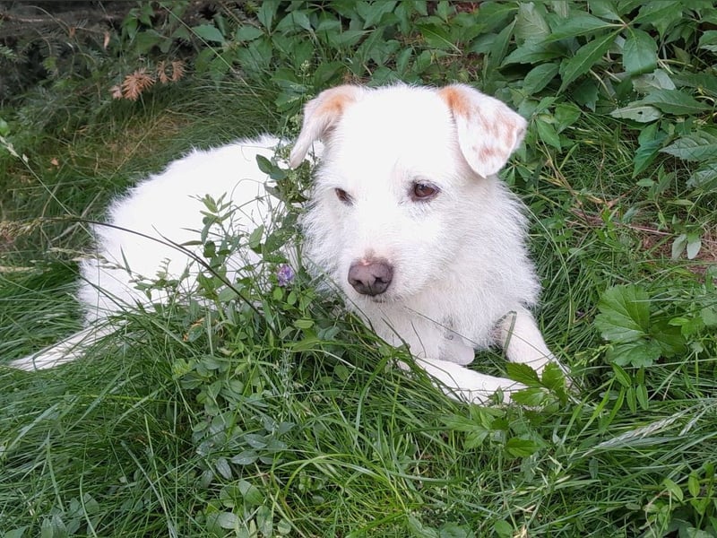 BENNY sucht ein Zuhause