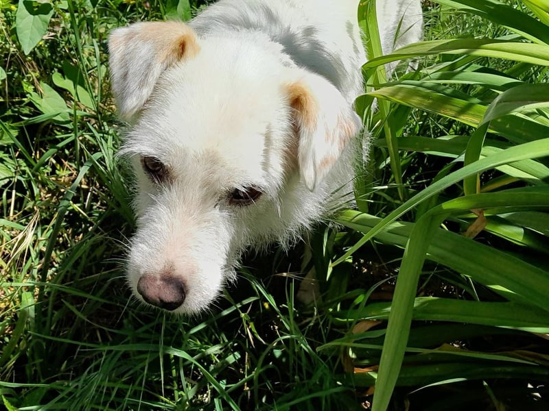 BENNY sucht ein Zuhause