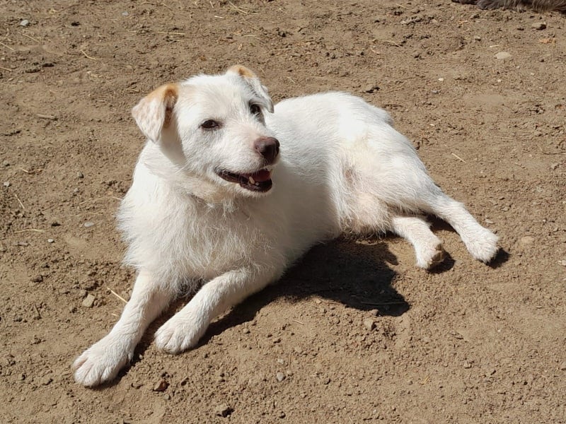 BENNY sucht ein Zuhause