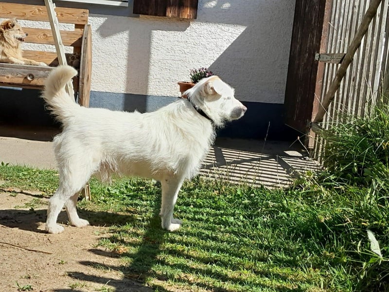 BENNY sucht ein Zuhause