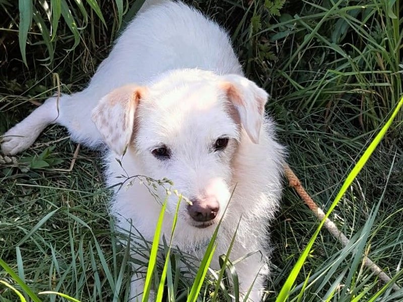 BENNY sucht ein Zuhause