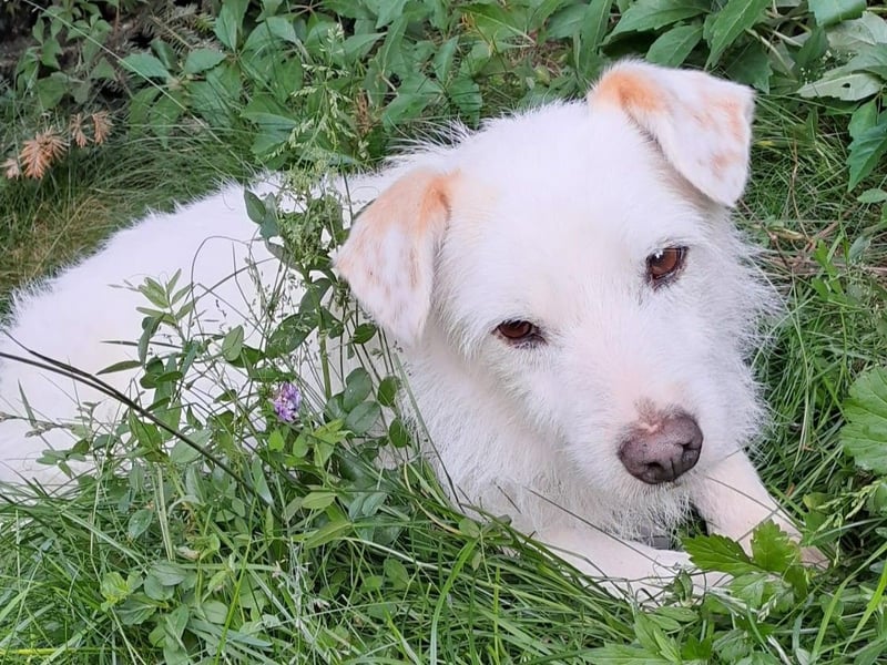 BENNY sucht ein Zuhause