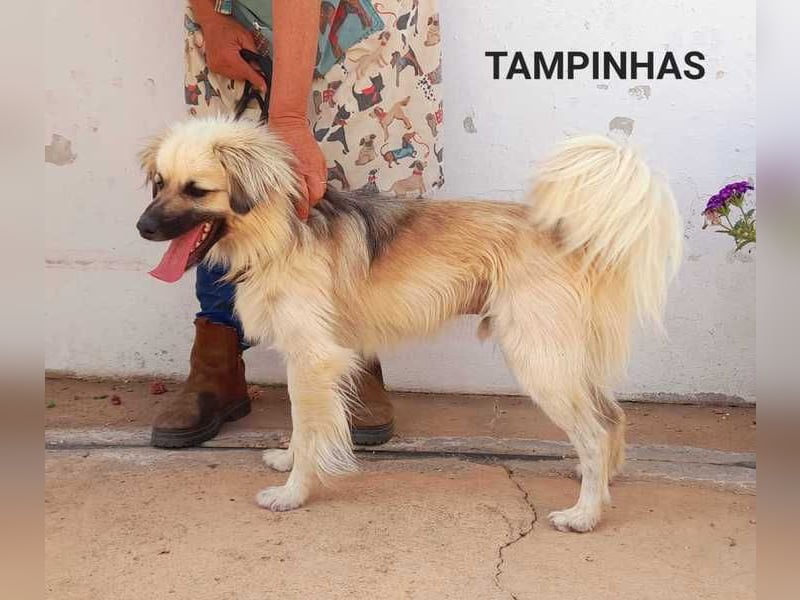 Tampinjas - braucht eine straffe Hand