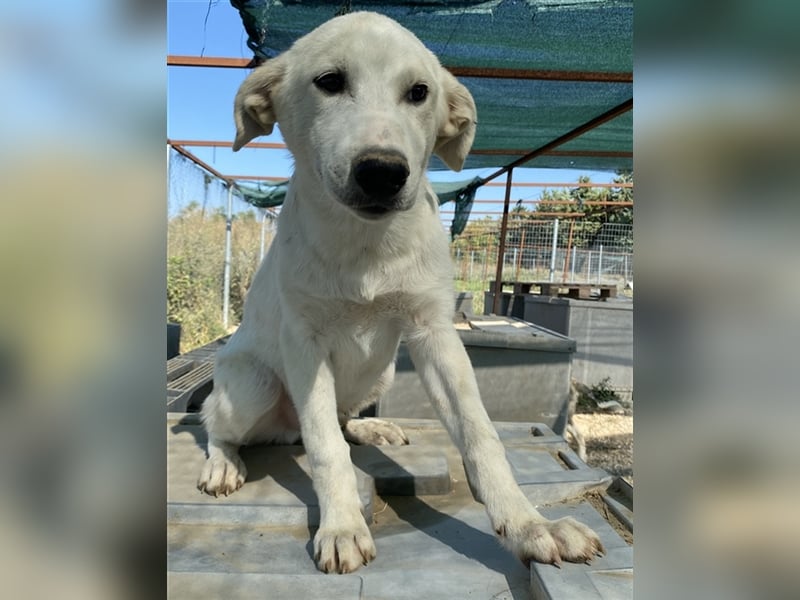 Tassilo, geb. ca. 04/2021, lebt in GRIECHENLAND, im städt. Tierheim Serres