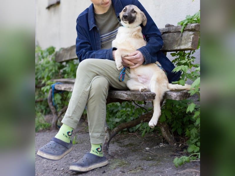 Tobias - toller Jungspund (Ukraine)