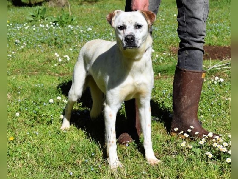 Jedd - Der Hund mit den Sommersprossen